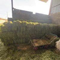 یونجه خشک شده با خشک کن