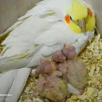 گم شده ۱ عروس هلندی ۳ تا جوجه داره