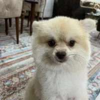 سگ پامر انین یک ساله گم شده|حیوانات|بجنورد, |دیوار