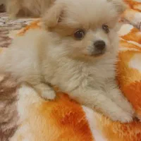 توله سگ پامرانین