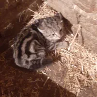 گربه خوب|گربه|اردبیل, |دیوار