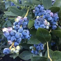 نهال بلوبری مناسب کاشت تجاری