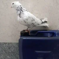 کفتر اصفهانی|پرنده|برخوار, |دیوار