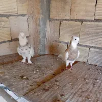 کبوتر|پرنده|برخوار, |دیوار