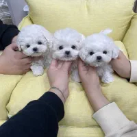 پودل مالیز سایز خیلی ریز|سگ|تهران, جنت‌آباد مرکزی|دیوار