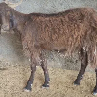 بز،تعدادی بز داشتی درجه یک آبستن کهره دارچغل|حیوانات مزرعه|وحدتیه, |دیوار