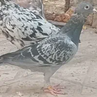 هفرنگ و رنگی|پرنده|محمدیه-قزوین, |دیوار