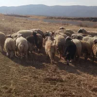 بزغاله نر جوان|حیوانات مزرعه|فیروزآباد, |دیوار