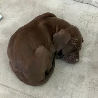 پوینتر ماده