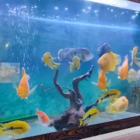 ماهی|ماهی|مشهد, شهید معقول|دیوار