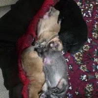 توله پامرانین