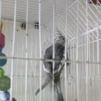 عروس هلندی جوجه|پرنده|بند زرک, |دیوار