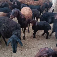 گوسفند بره دار|حیوانات مزرعه|سلطانیه, |دیوار