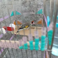 سهره کرمونی