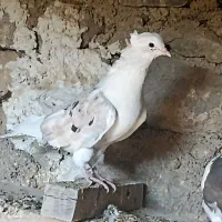 کبوتر دوکت|پرنده|سیسخت, |دیوار