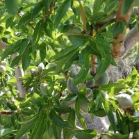 باغ-گاوخانه-خ-جوادالایمه