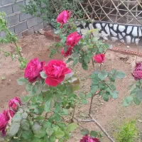 فروش منزل ویلایی