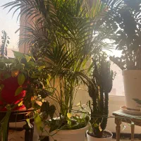 گیاه شاداب و مناسب|گل و گیاه طبیعی|تهران, امانیه|دیوار