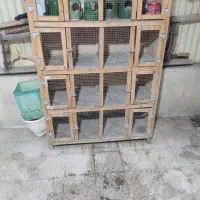 جفت کن کفتر جفت کنی