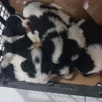 توله های اشپیتز