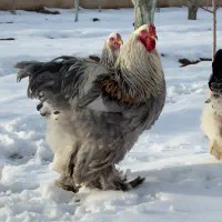 تخم نطفه دار