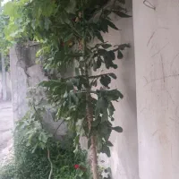 کاکتوس اپونتیا بریزیلی