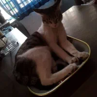 واگذاری گربه|گربه|شهریار, شهرک وائین|دیوار