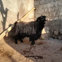 بز نر|حیوانات مزرعه|شباب, |دیوار