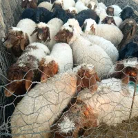 انواع بره نذر وقصابی