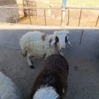 بره نر و ماده