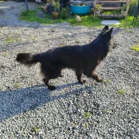 سگ ژرمن|سگ|نوشهر, |دیوار