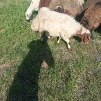 بره نر ماده