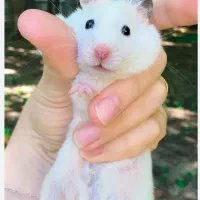 همستر سفید و طلایی|موش و خرگوش|سنندج, |دیوار