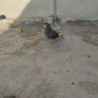 خوشرنگ قهوه ای ماده|پرنده|برازجان, |دیوار