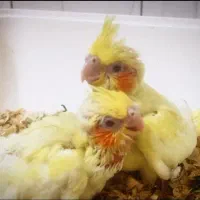 عروس هلندی سرلاکی