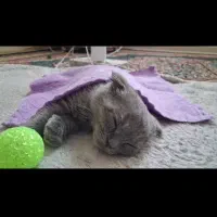 گربه اسکاتیش ماده|گربه|کرمان, |دیوار