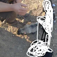 واگذاری توله سگ ماده