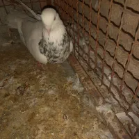 فروش 2عددطوقی نر|پرنده|لامرد, |دیوار