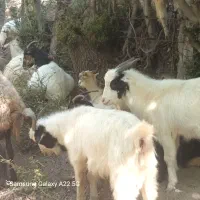 فروش بز محلی