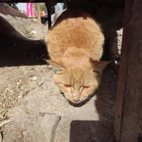 واگذاری گربه