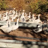 فروش غاز محلی تعداد بالا|حیوانات مزرعه|بانه, |دیوار