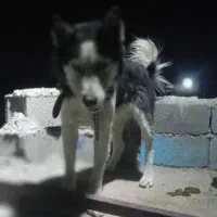 سگ هاسکی