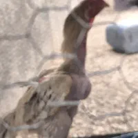 خروس|حیوانات مزرعه|سراوان, |دیوار