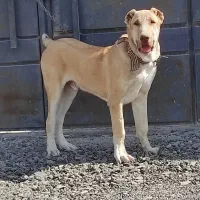 شاه توله5ماه خراسانی استسنایی