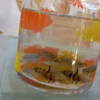 رامیزی مولد|ماهی|رباطکریم, نصیرشهر|دیوار