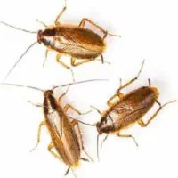 سم پاشی سمپاشی خانه شرکت مچتمع 100%تضمینی