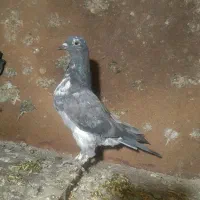 کبوتر|پرنده|سلماس, |دیوار