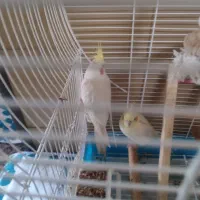 یک جفت عروس هلندی