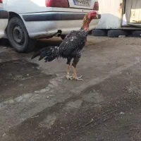 خروس لاری کوکو قد بلند یه حیون بی نظیر