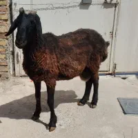 بره نر چاق جهت قربانی